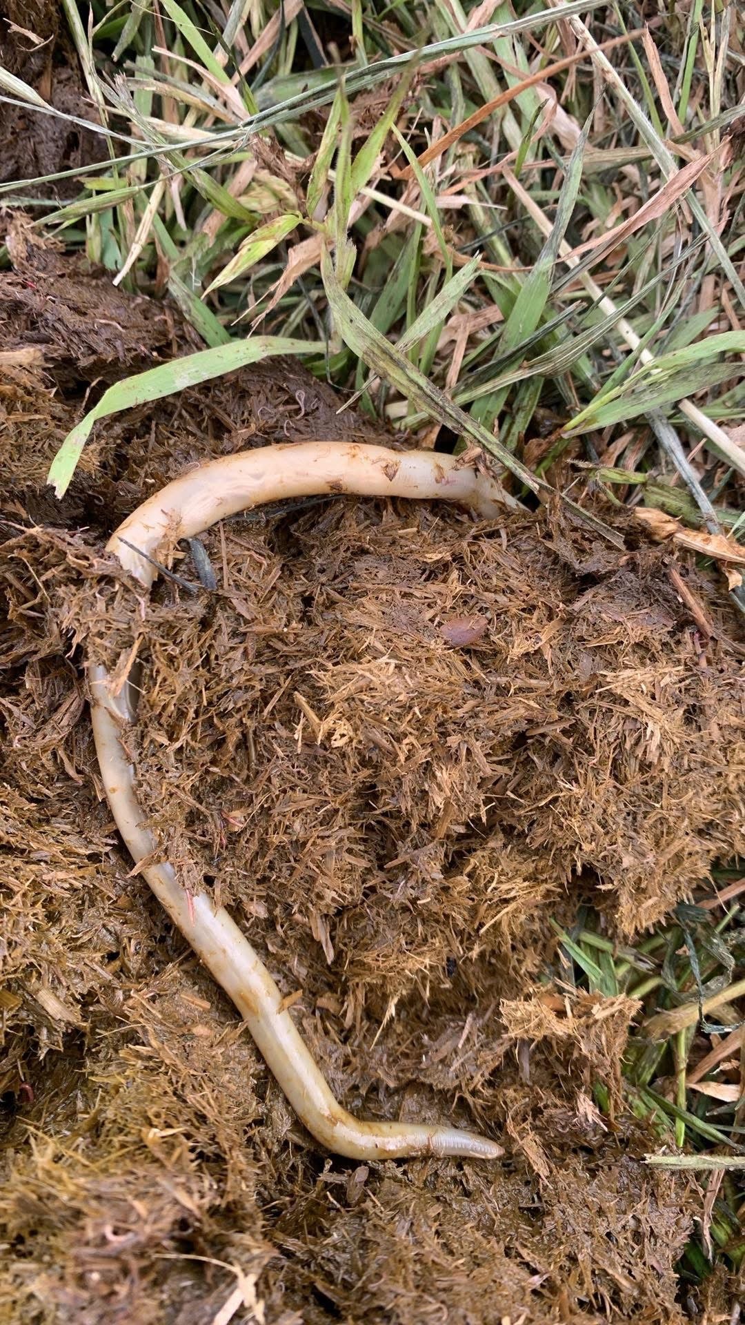 Faecal Egg Count