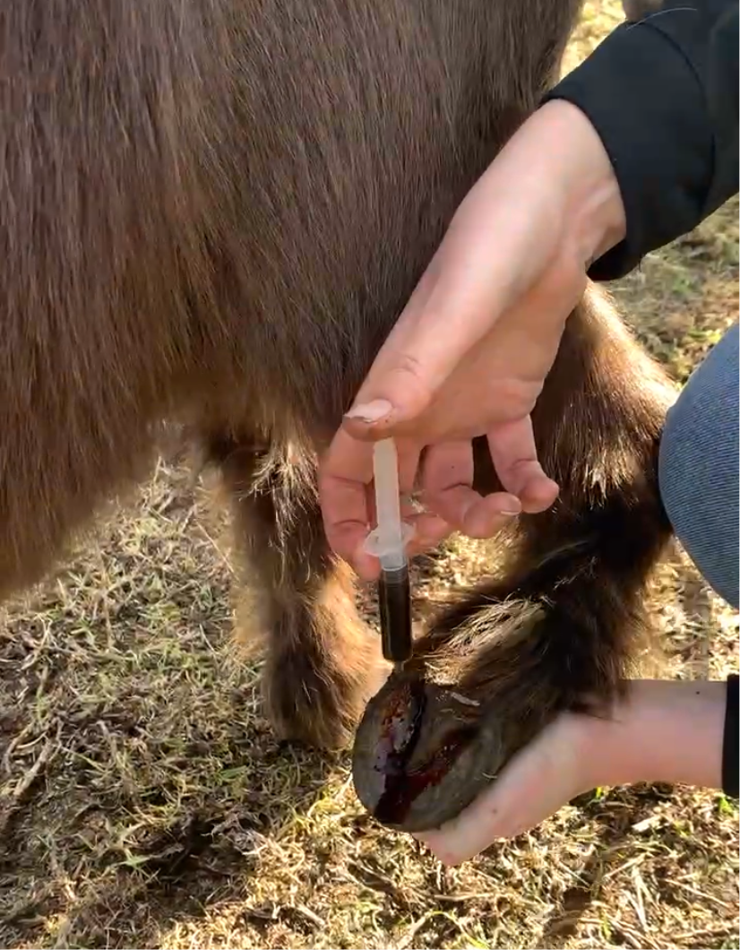 Hoof care kit